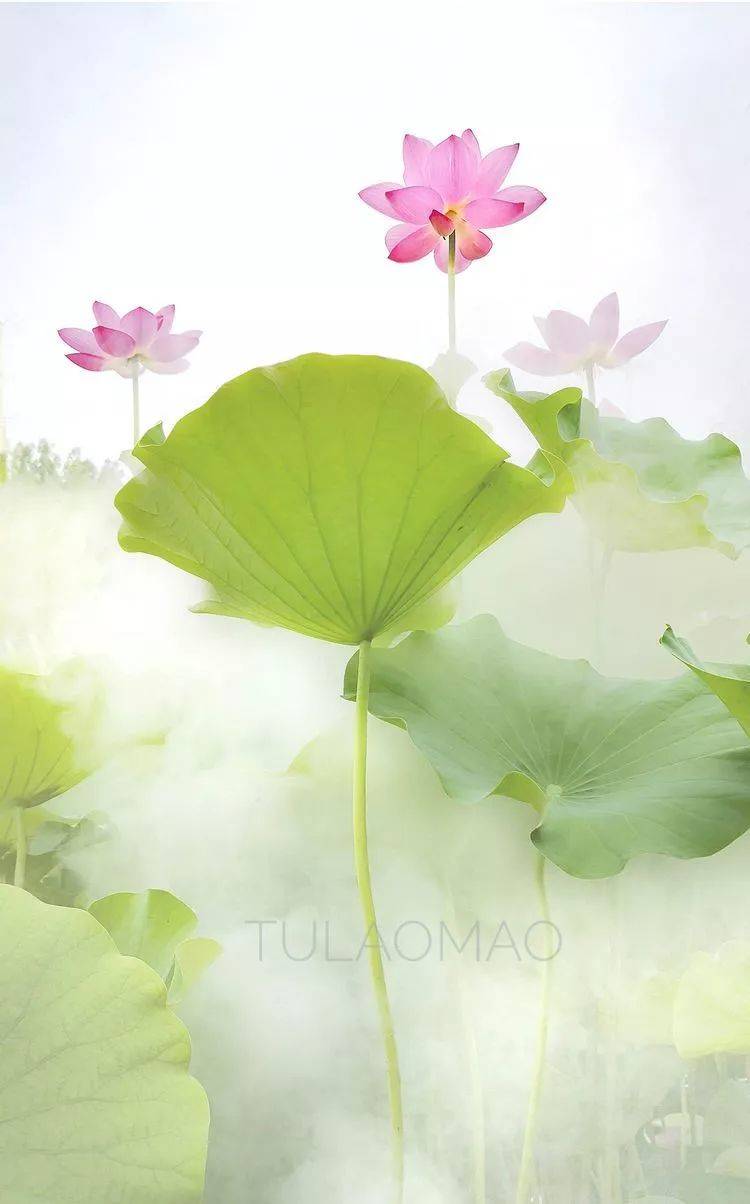 干货慢门荷花拍摄技巧