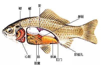 带你认识鱼类的外部形态结构与内部器官组成
