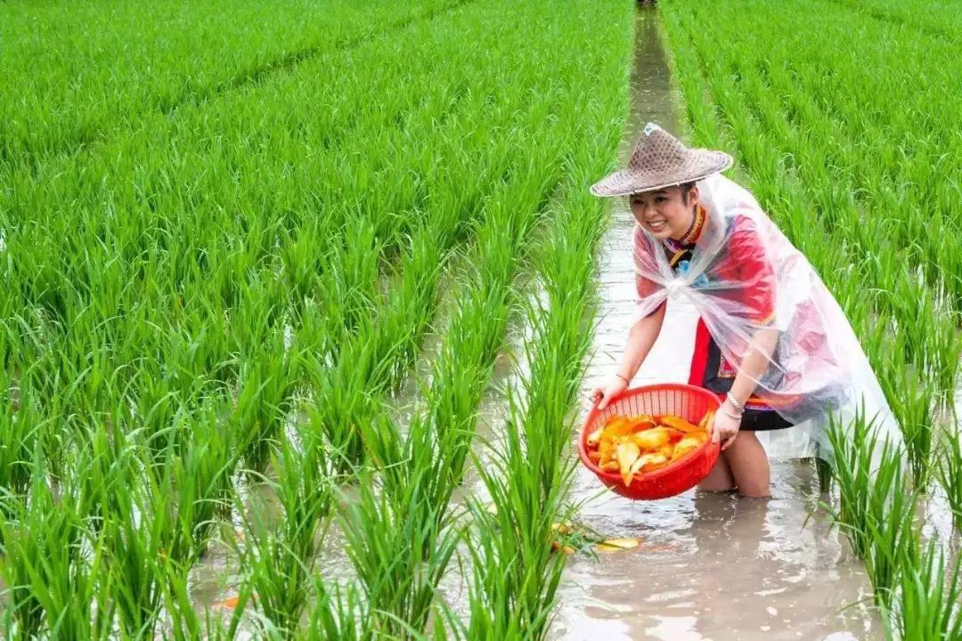 融水大浪镇桐里村:稻鱼"联姻"助推脱贫