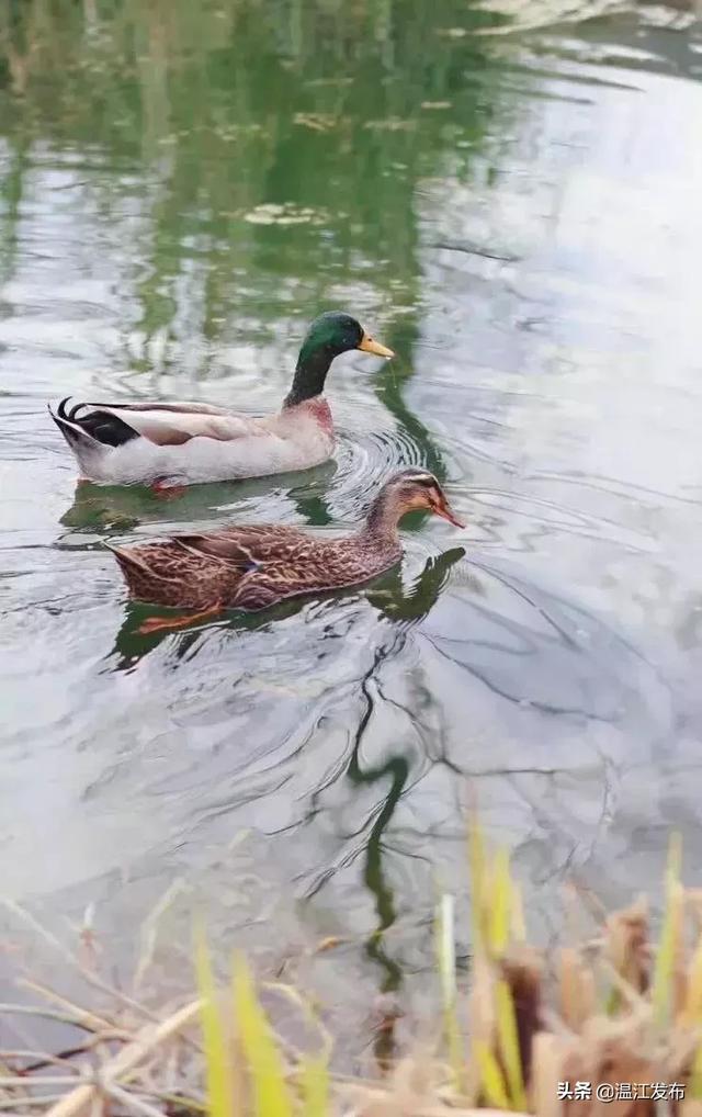 忆苦思甜的动物图片