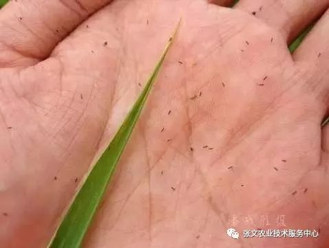 值得关注的水稻害虫稻蓟马