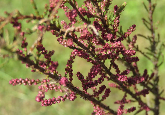 蚂蚁森林新上线的红柳比花棒还好看你的能量攥够了么