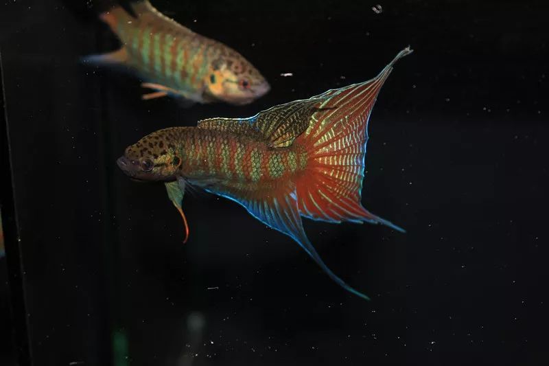 长按关注长城杯中国斗鱼超级联赛初赛作品展示:潮汕国斗馆战队微信号