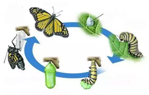 完全变态的昆虫一生要经历卵,幼虫,蛹和成虫4个阶段