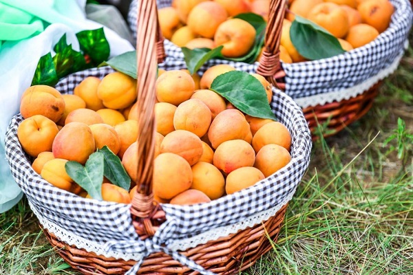 中国·怀来农民丰收节暨第十二届官厅石片黄杏采摘季于7月6日开幕