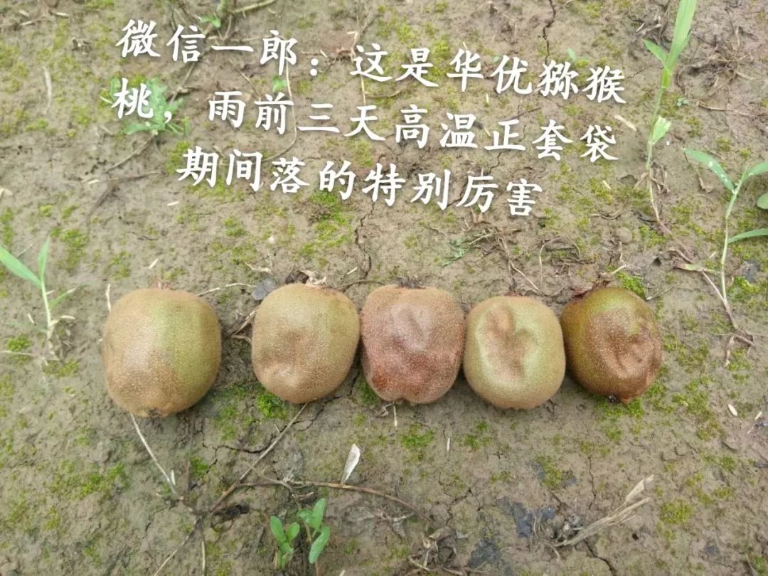 1,猕猴桃菌核病昨天的《致富大赢家》节目中,三秦果农联合社理事长仵