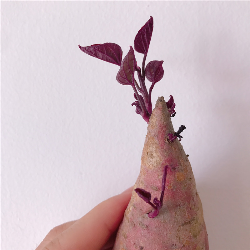 原创养花实验家红薯来水培能看又能吃惊喜源于生活