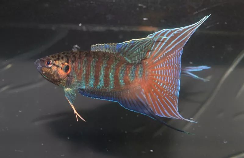 长按关注长城杯中国斗鱼超级联赛初赛作品展示:潮汕国斗馆战队微信号