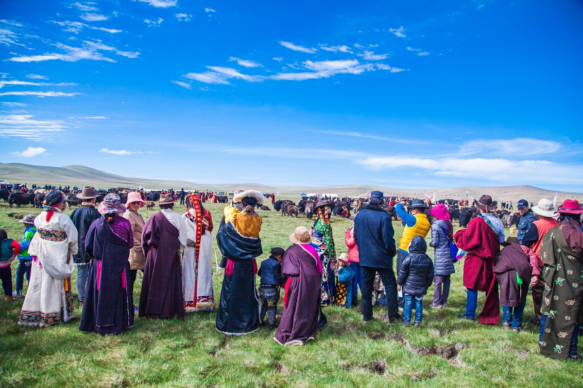 原创难得一见雪域高原上的壮观场面上百位美丽的藏族姑娘挤牦牛奶