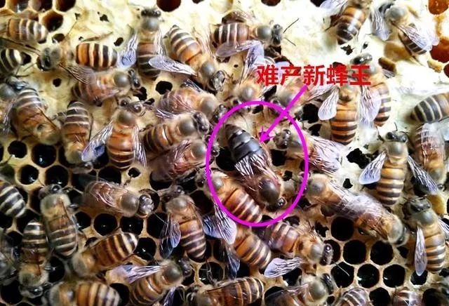 为什么交尾新蜂王群2个月只见蜜不见子