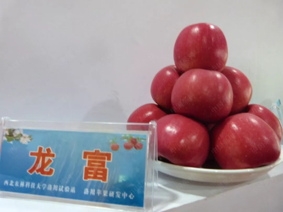 陈学森三位一体的中国式苹果宽行高干省力高效栽培法推动我国苹果产业