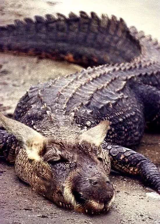 假如世界处处存在着杂交动物你还敢出门吗