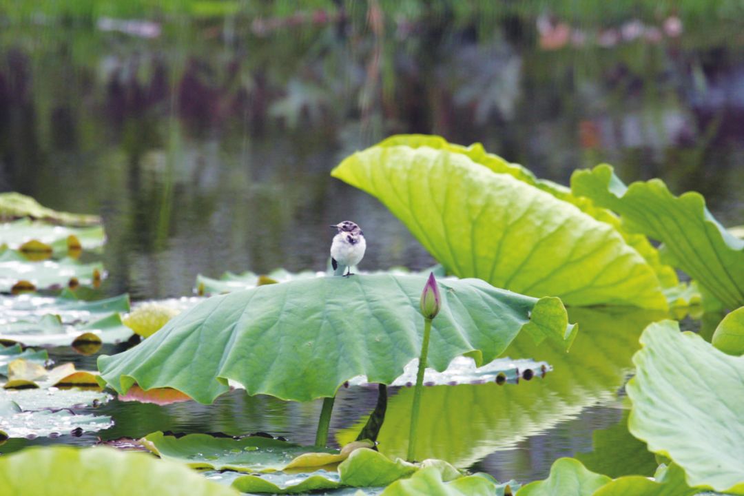 洱源东湖图片