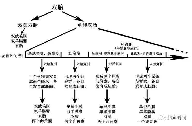 再谈多胎妊娠的卵黄囊数与胎儿数的关系