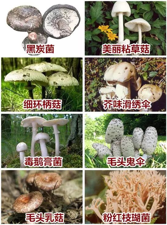 3人才围得过来_食用