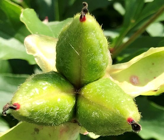 芍药花凋谢之后_果实