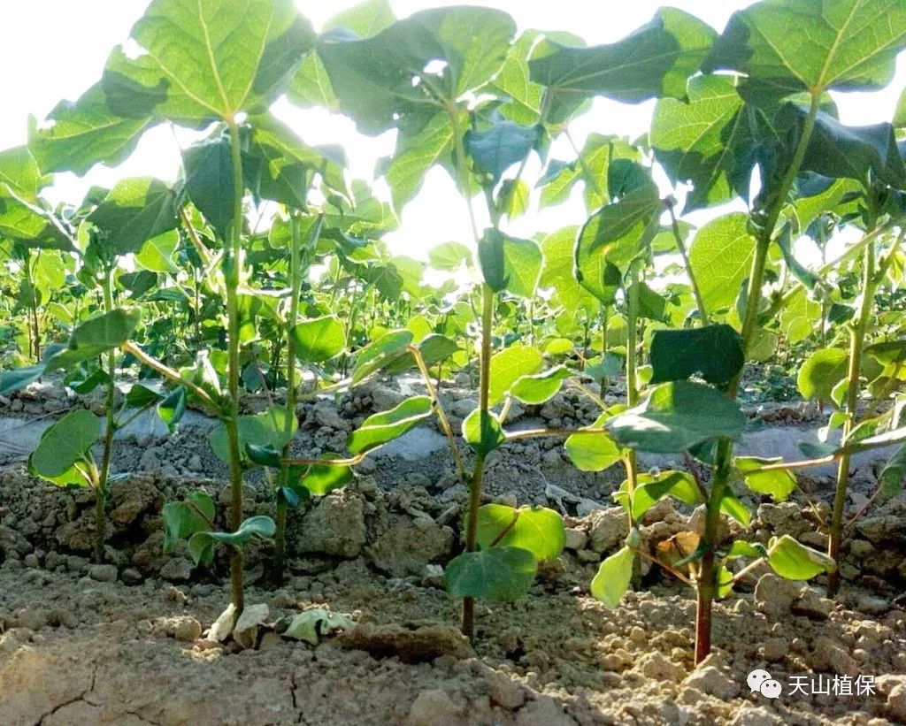 棉花营养枝的作用及合理利用技术