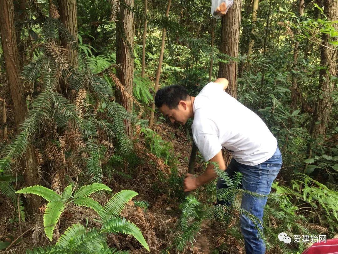 还得小心千万别太粗鲁的以免把菌弄坏了山上野枞菇儿很多,一定不要乱