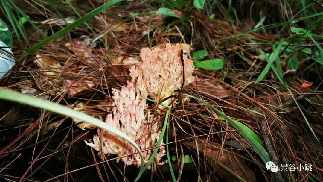 做菌子还真需要点技术,我仅吃货一枚.