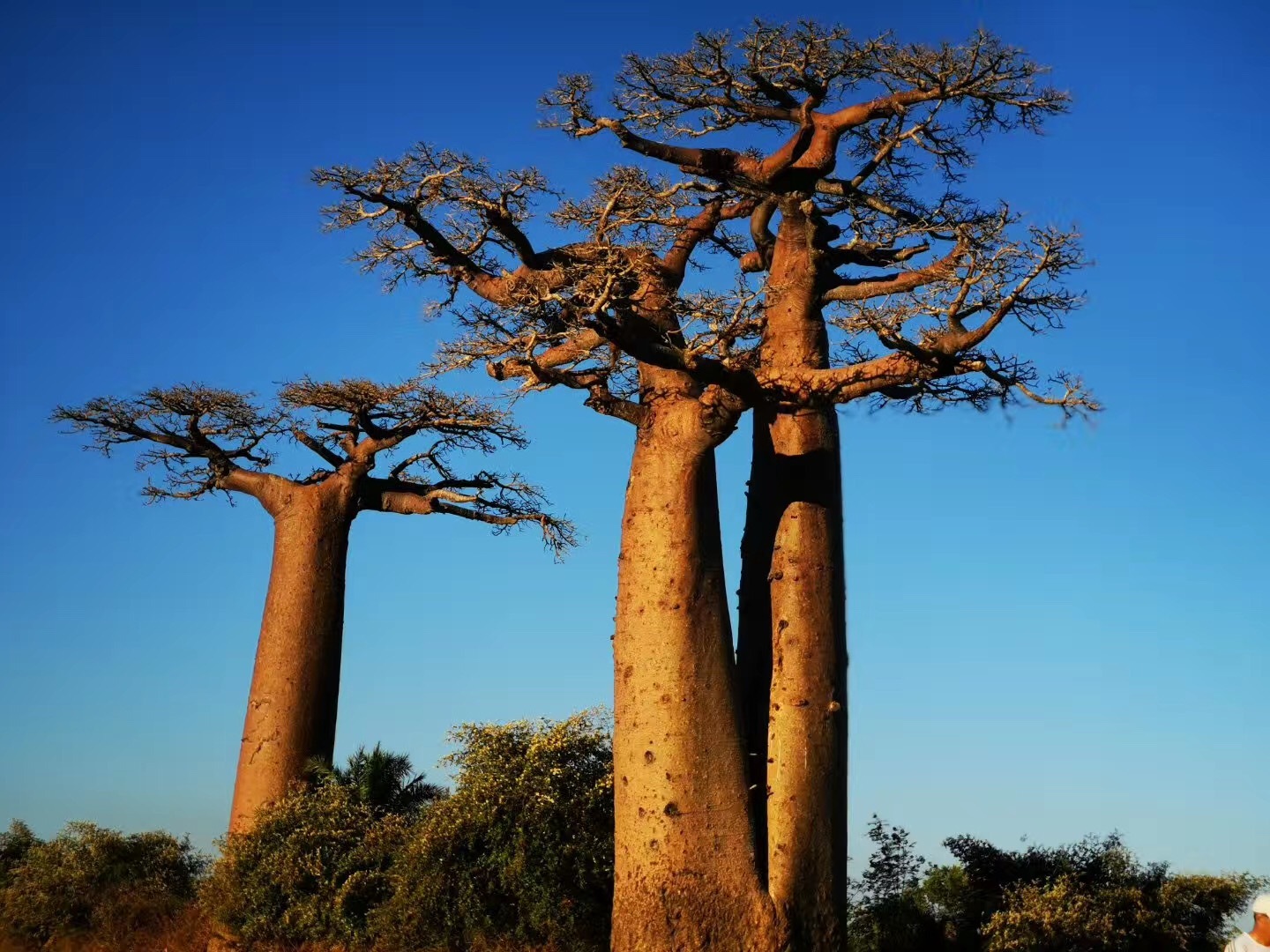 全球猴面包树大揭秘你所知道的我这里都有