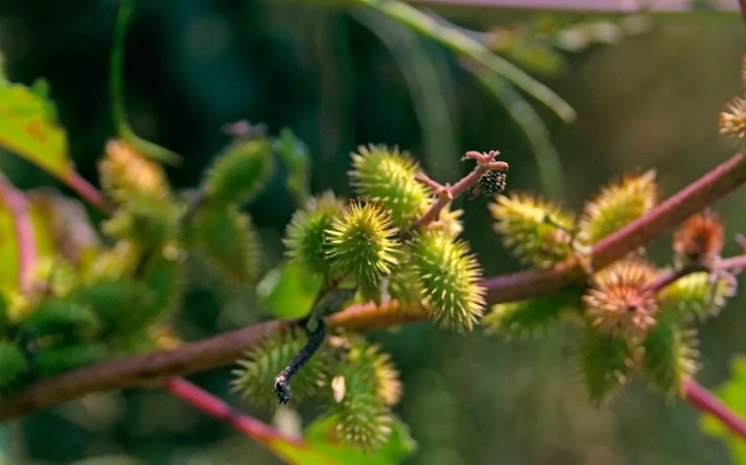 美人如诗草木如织诗经植物图鉴卷耳