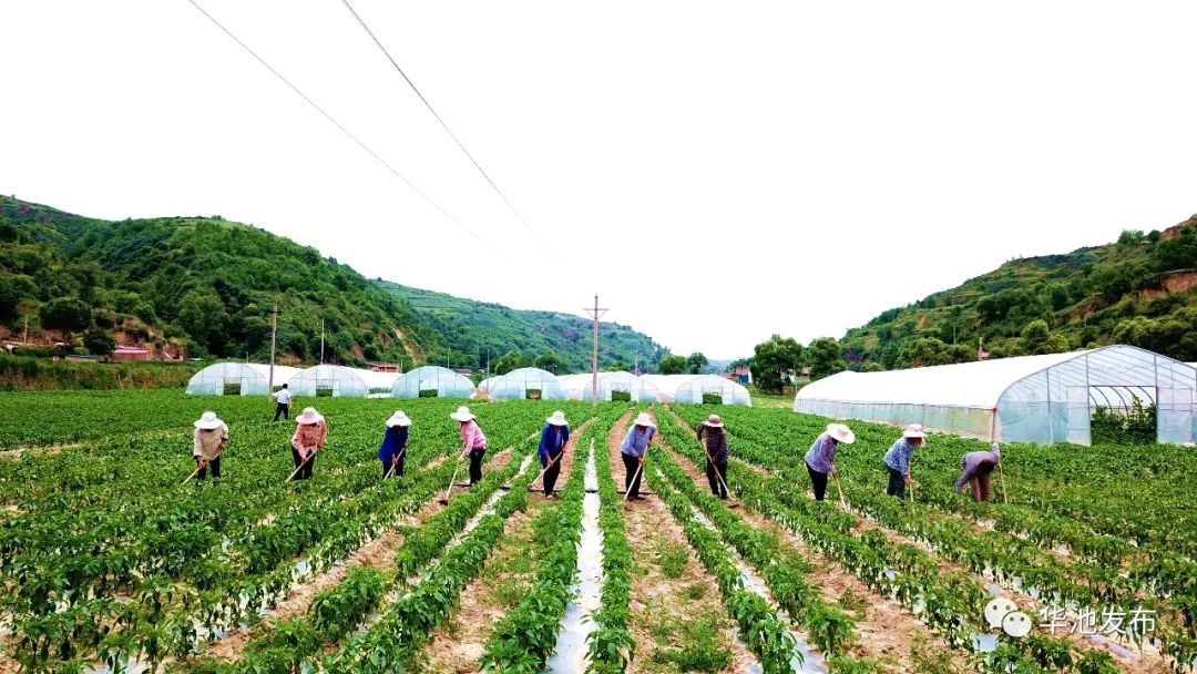 【网媒走基层岗位大练兵(四)华池县南梁镇:发展辣椒产业助力脱贫