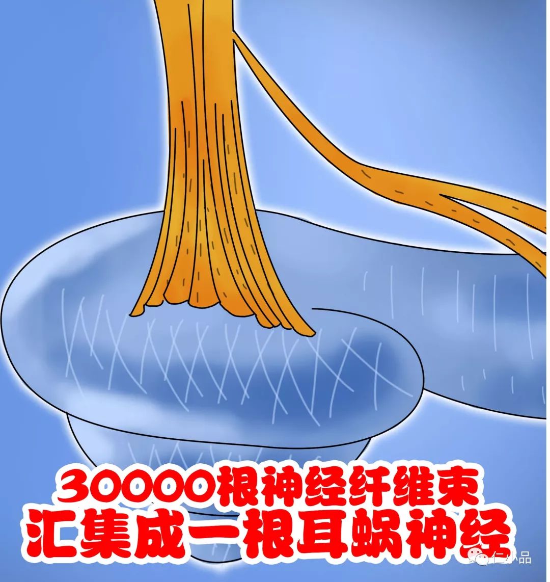 人体内的耳蜗神经纤维一共有30000根,而这些神经纤维最终集结成更为