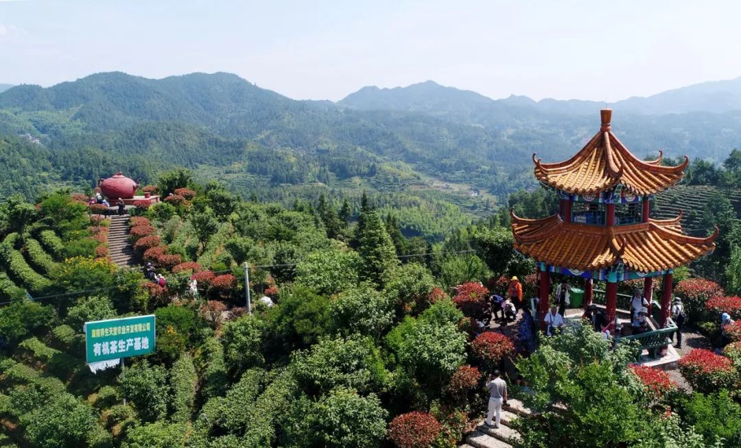 美丽桂东生态高地崛起绿色产业桂东县四规合一促高质量发展走笔