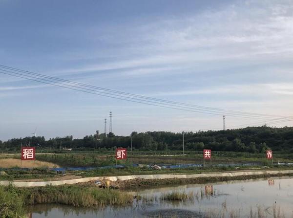安徽省滁州市南谯区章广镇稻虾共作引领特色农业发展