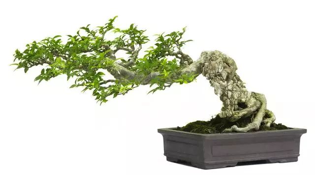 最全盆景树风格54张各类型盆景欣赏