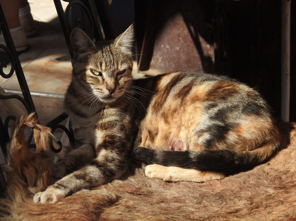 宠辱不惊,摩洛哥的猫