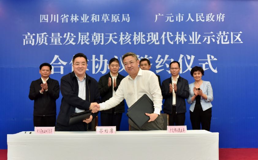 30载辛勤耕耘 成就"朝天核桃"金字招牌_朝天区