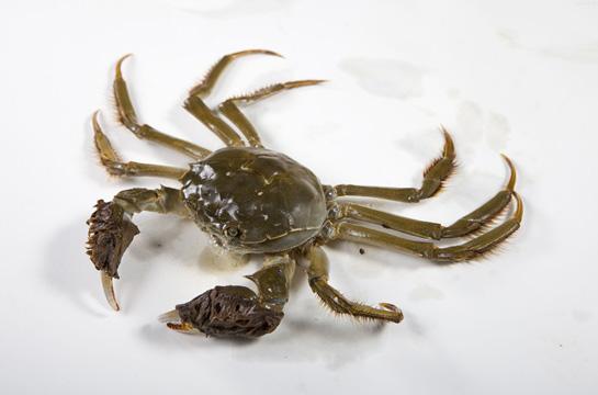 水里捞的大闸蟹怎么看才是新鲜的?_螃蟹