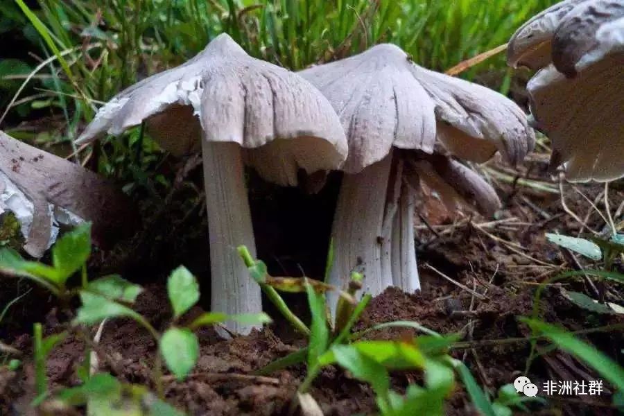 这种个头震撼人的蘑菇就叫做非洲海姆蚁巢伞,在我们中国则被称为真根