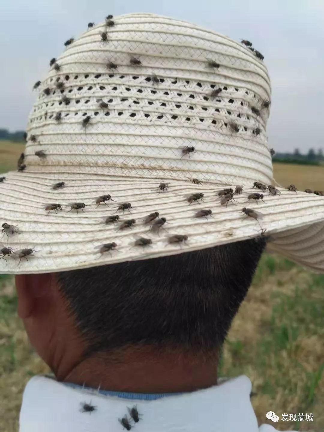 蒙城鸭粪直排农田苍蝇成群还咋下地干活多图慎点