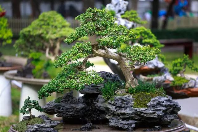最全盆景树风格54张各类型盆景欣赏