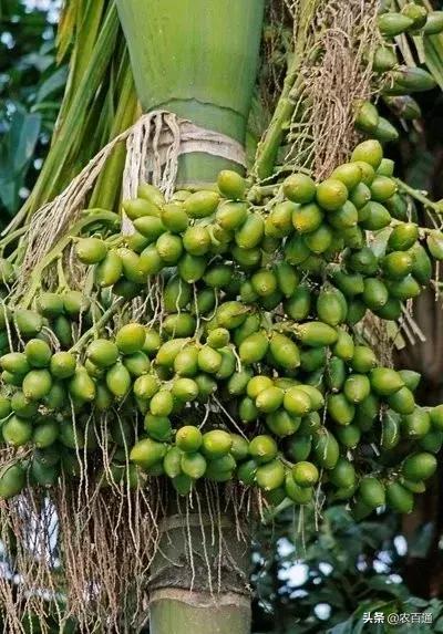 海南:深挖槟榔产业发展潜力