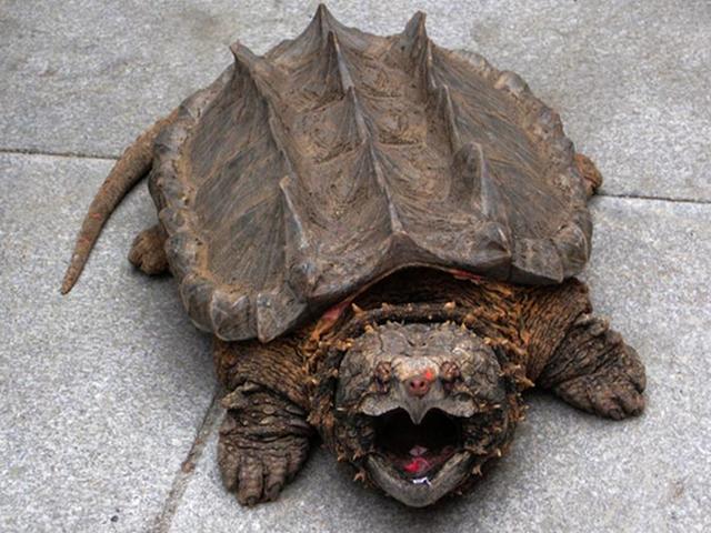 原创龟中的霸王真鳄龟保持了原始龟的形态性情十分凶猛