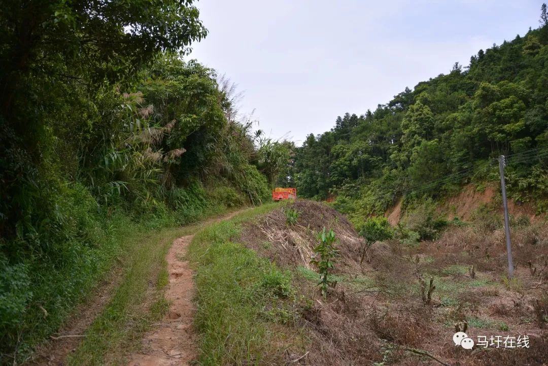 这对夫妻早上卖竹篙粉,午后入深山果园"开船"运果_马圩