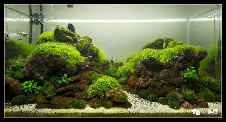 火山石爬地矮珍珠造景图片欣赏