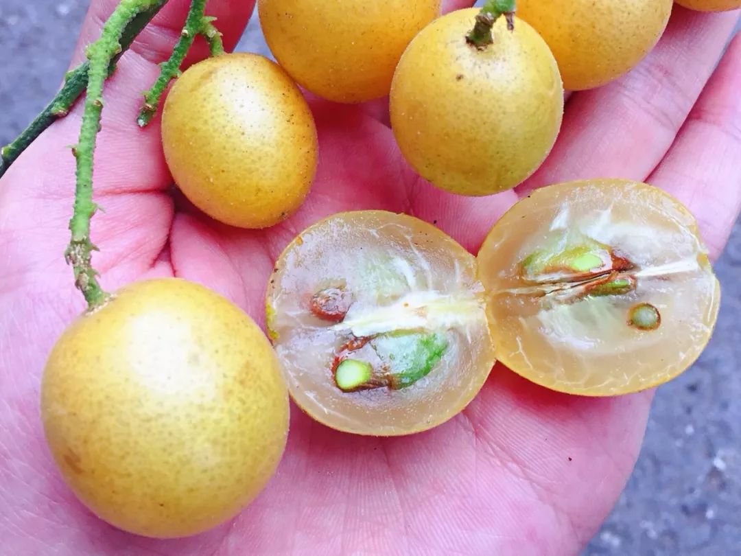 云浮7月28日郁南无核黄皮文化节过郁南吃黄皮啦喂