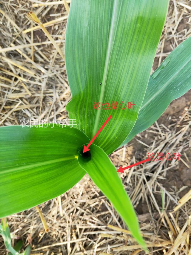 原创种植玉米除草3-5叶期,控旺6-10叶期,但你知道叶片怎么数吗