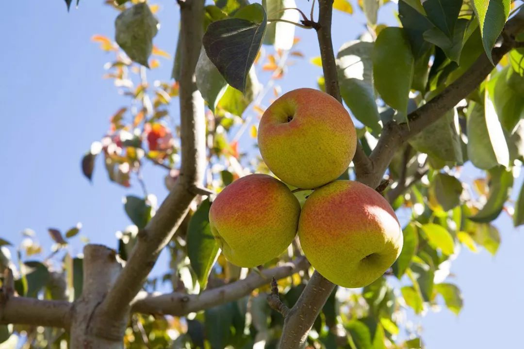 怀北镇帮红肖梨找婆家