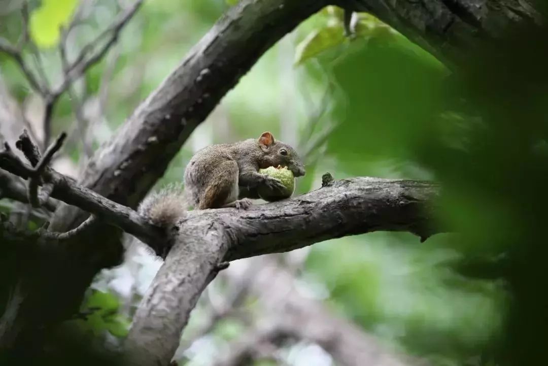 實力寵粉就這周遊山玩水看動物摘水果還不快跟上來