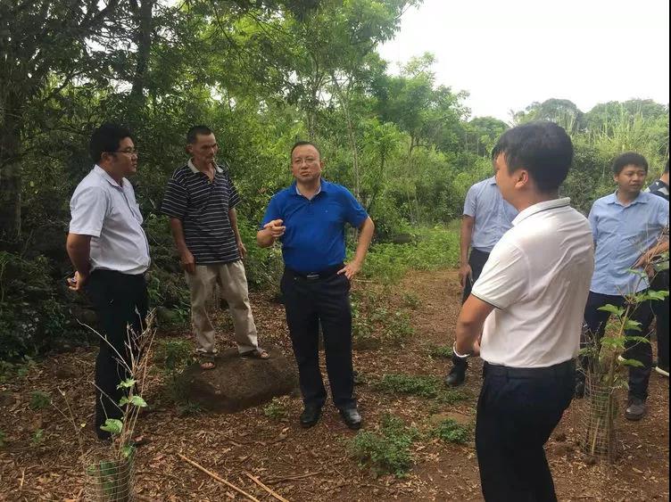 市委常委郑柏安到龙华区龙桥镇调研脱贫攻坚工作强调扩大产业规模化