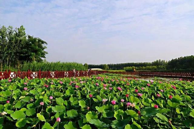 商丘市民權縣綠洲荷花池,睢縣北湖荷花苑,商丘師範學院新校區,梁園區