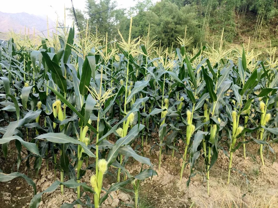 造血式扶贫在浪沙村水果玉米种植基地进行