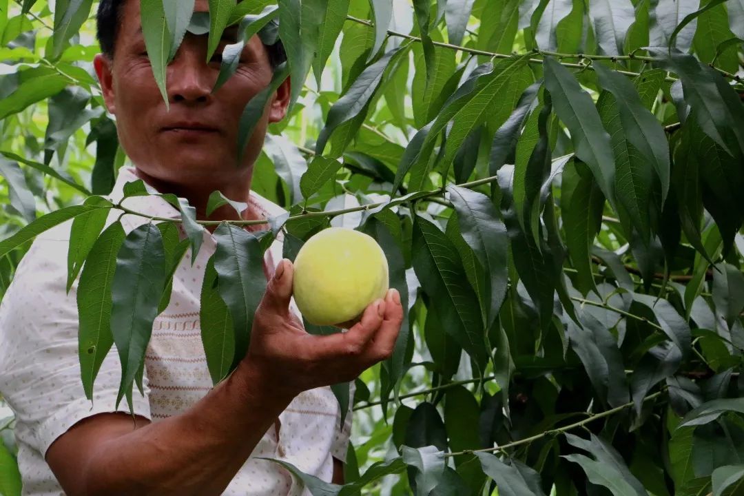 特别推荐藏在高县沙河镇高屋村的甜蜜味道