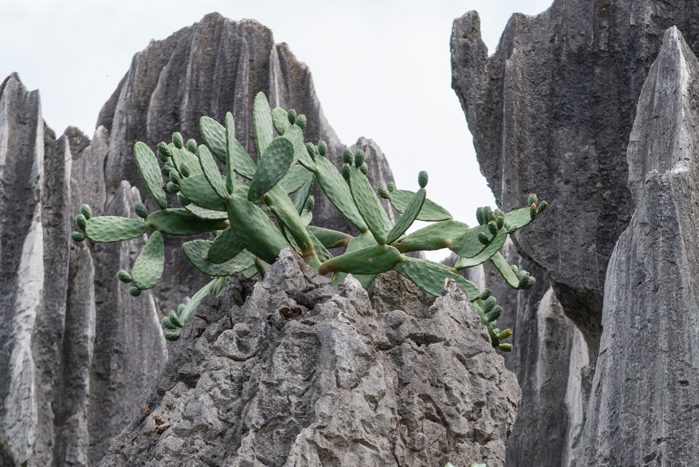 这个应该算是石林一绝吧,石头缝里都竟然能长出仙人掌.
