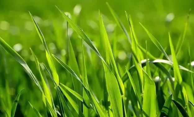 扒一扒你所不了解的青汁, 到底好在哪里!_麦叶